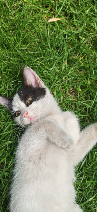 Отдам Котёнка в добрые руки