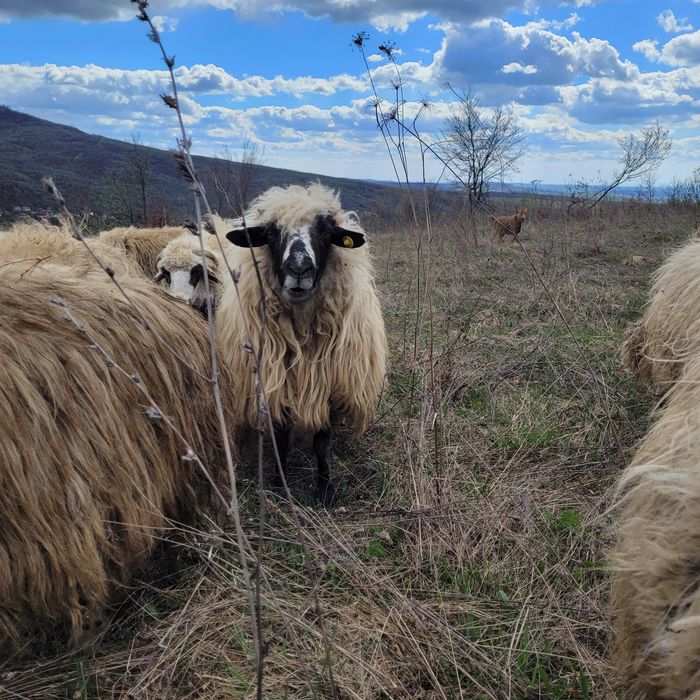 Vând berbec cu nasul alb și o oaie breaza