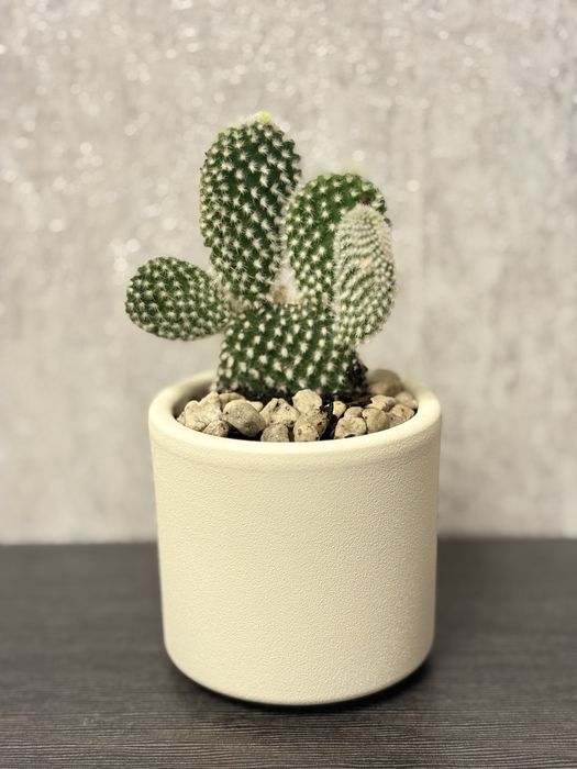 Кактус - Граф Бодливски