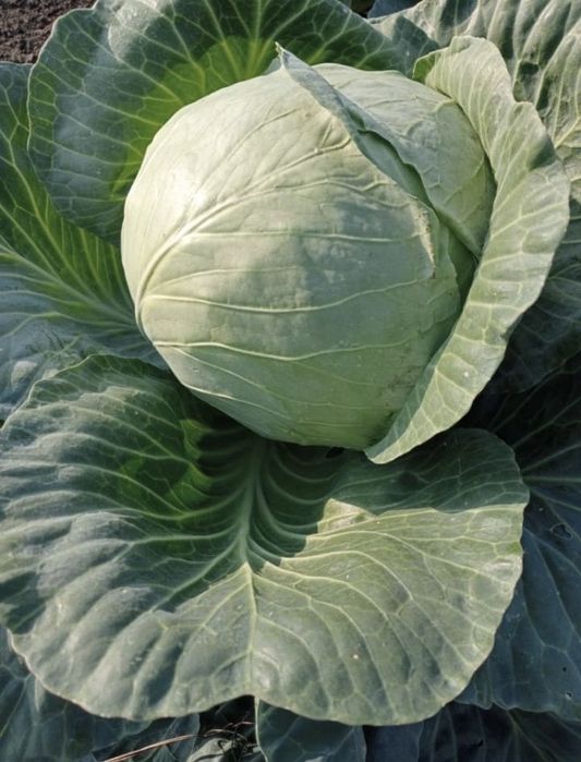 Капуста Чистая,Красивая