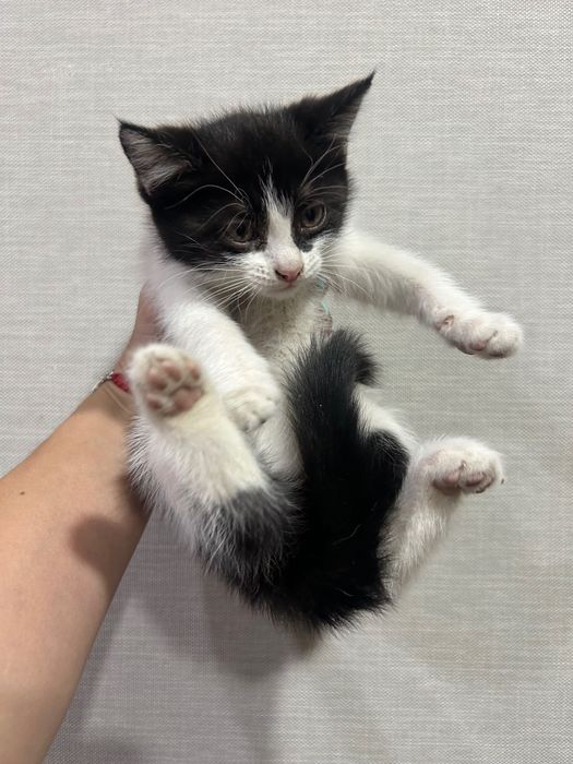 Отдам котят в хорошие руки