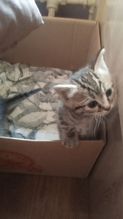 Котята крысоловы