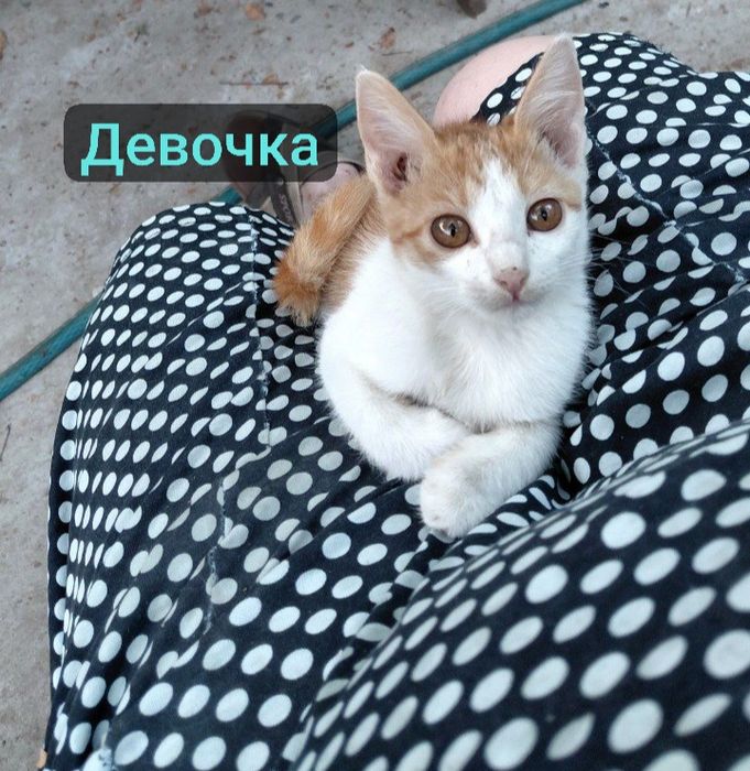 Котята девочки и мальчик в заботливые руки. Янгиюль район Кательная