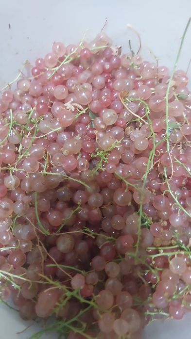 Продам дачу в ПК "Спутник"