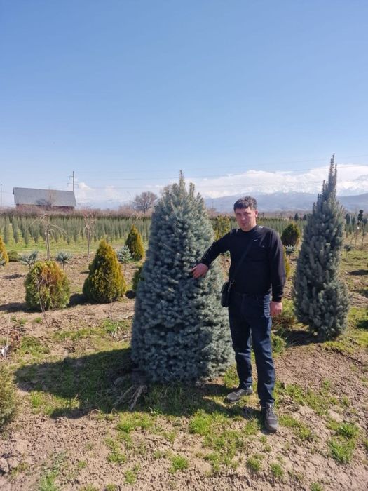 Озеленение газон ель