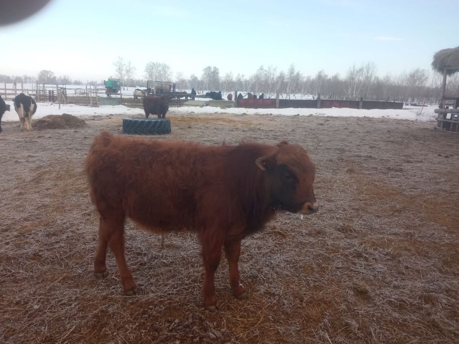 Продается телочки