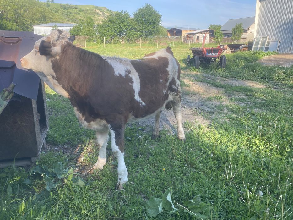 Vitea baltata romaneasca de vanzare