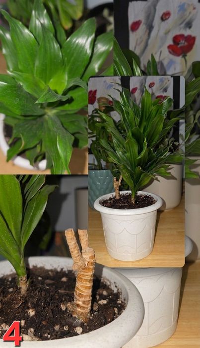 Домашние растения