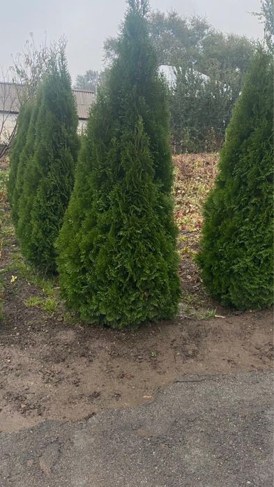 Продам красивые туи срочно