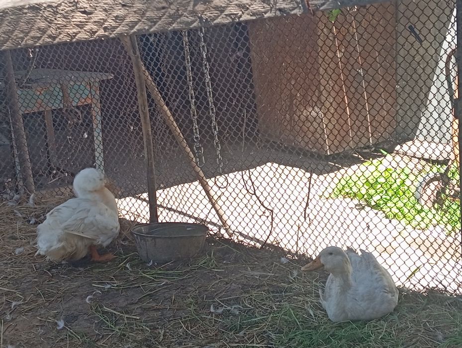 Продаются Утки самка и самец