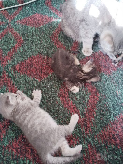 Скотиш страйт котята