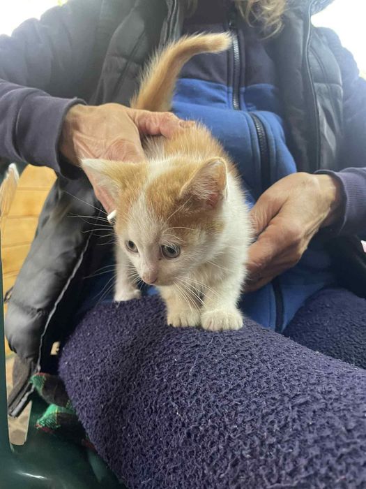 Подарявам котенца