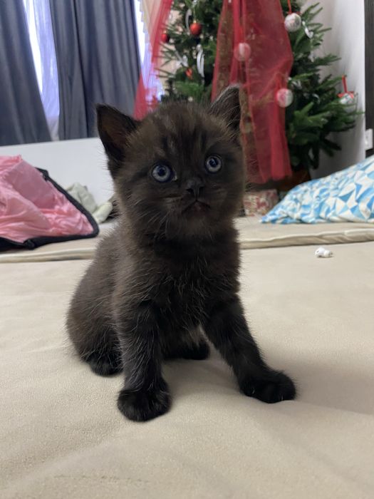 Британская кошка