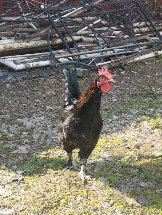 Хурозлар  сотилвотди