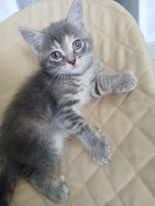 Продается Милые котяти