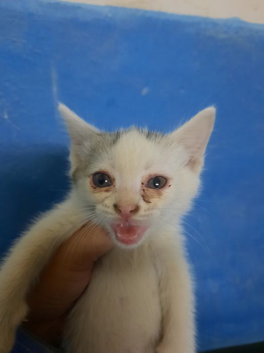 Котята бесплатно