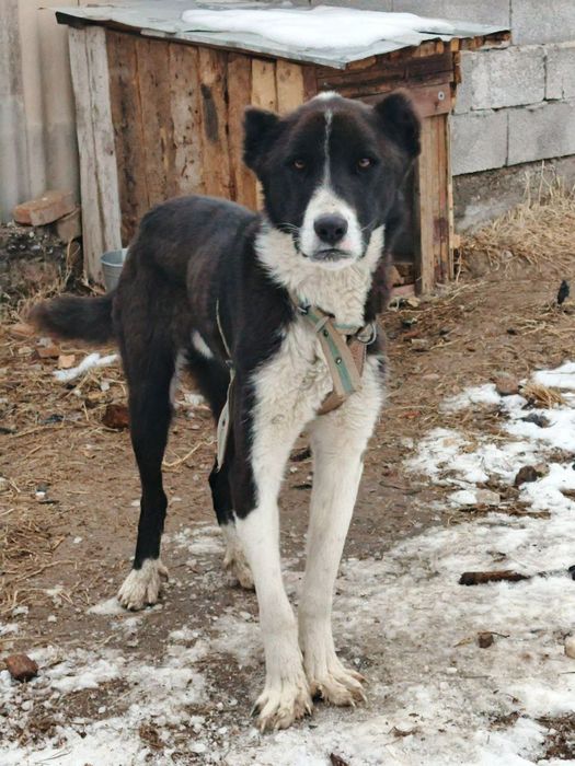 Alabay sotiladi 10 oylik kuchuk