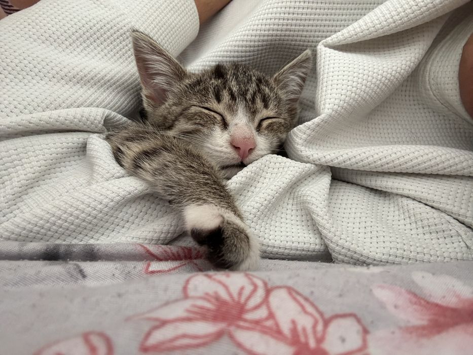 котенок в добрые руки
