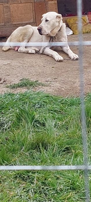 Алабайчета 1 мъжко и 2 женски свободни