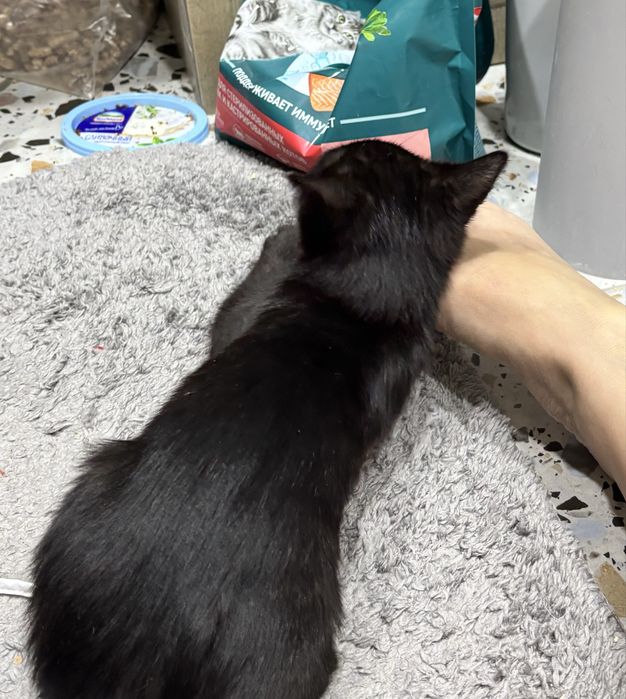 Котенок в добрые руки