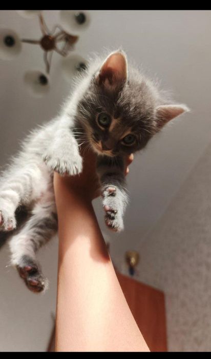 Кот в добрые руки