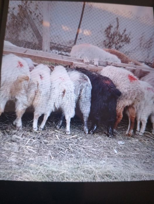 Продам молодых коз