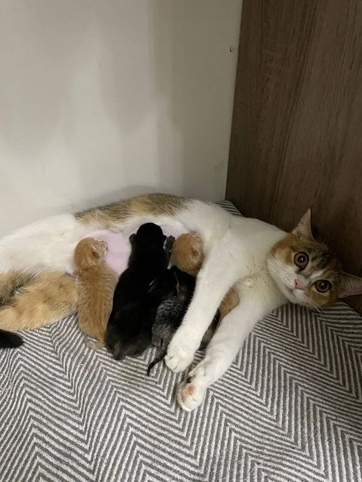 Mushuk sotiladi Zoti shinshila