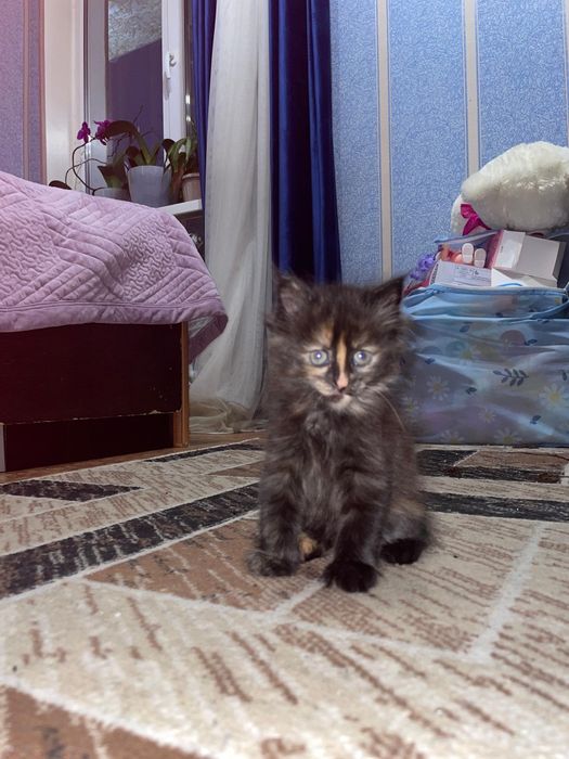 Котята бесплатно