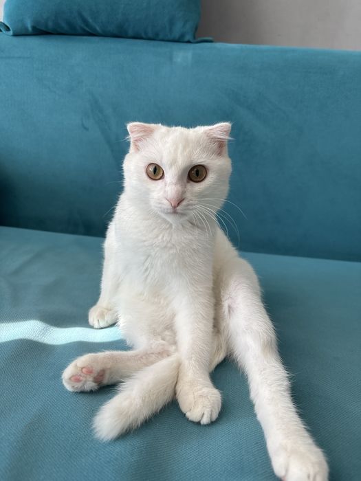 Породистая кошка