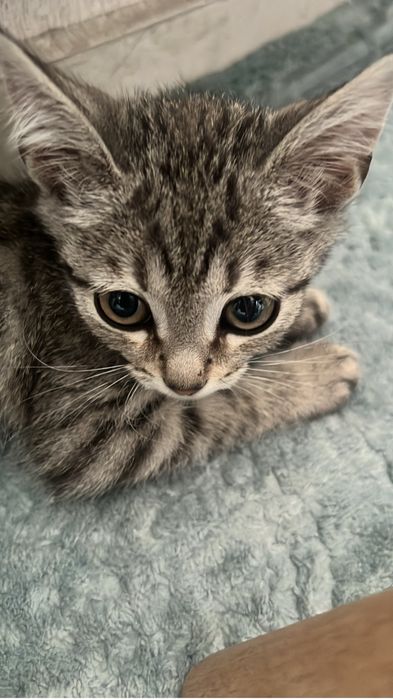Отдаем котенка,бесплатно