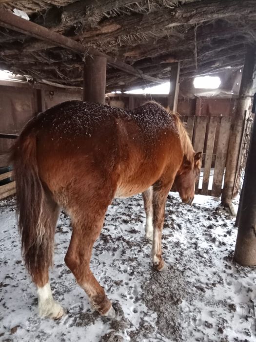 Тай сатамын жылқы