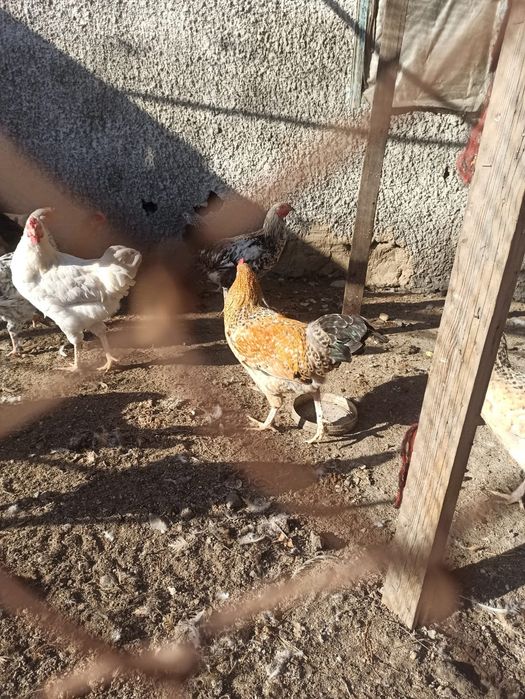 Петух продам в Заре домашний