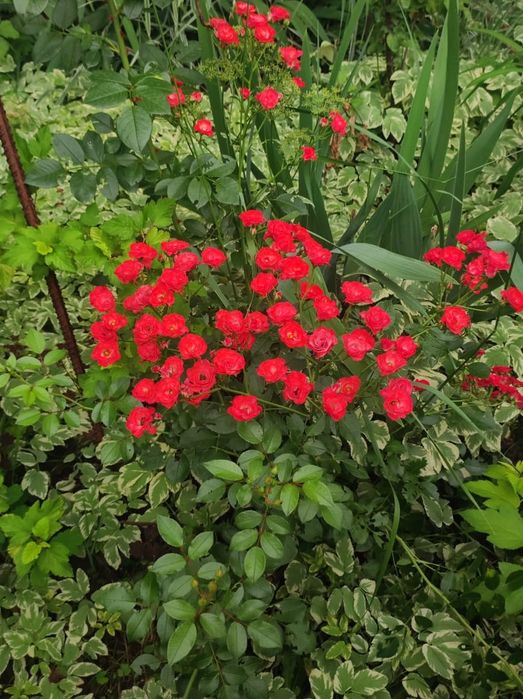 Распродажа Саженцов Цветов