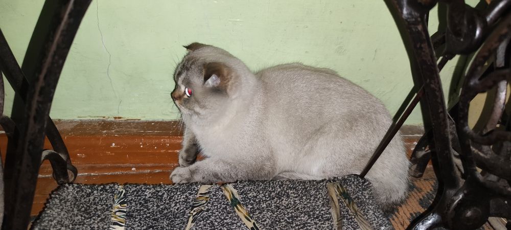 Mushuk qanaqa zot bilmiman