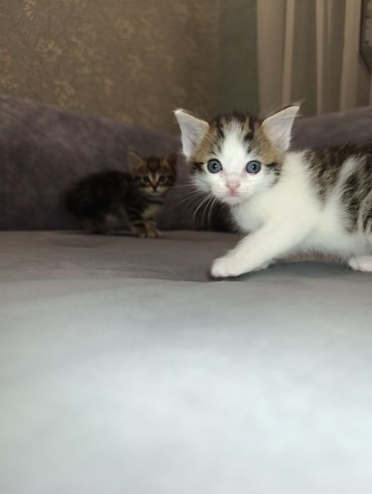 Котята Британские