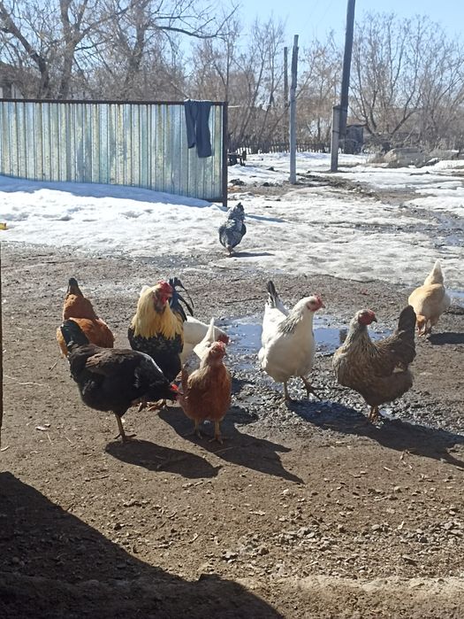 Инкубационный яйца