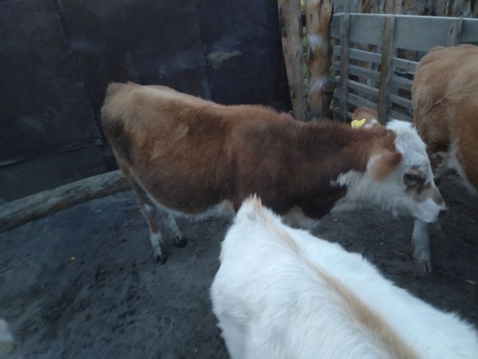 Продам бычка, бузау