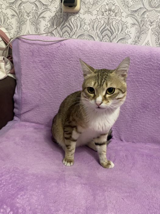 Дарим кота в хорошие руки.