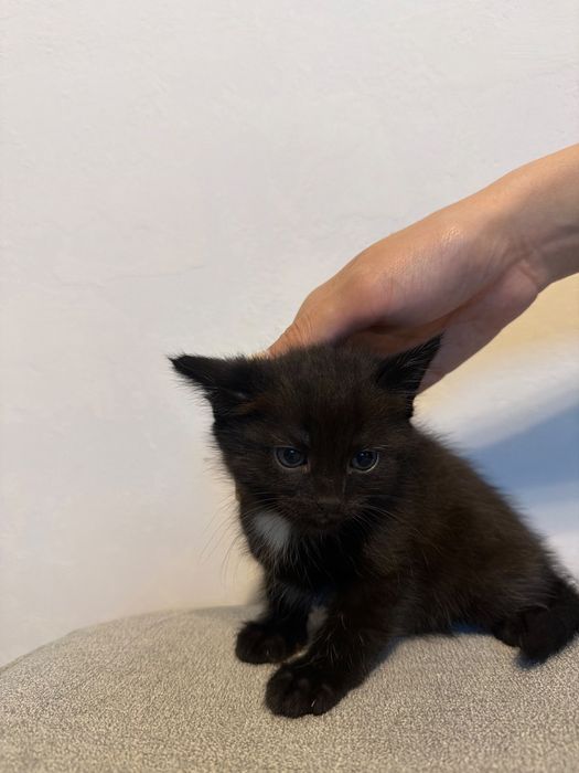Отдам котят в хорошие руки
