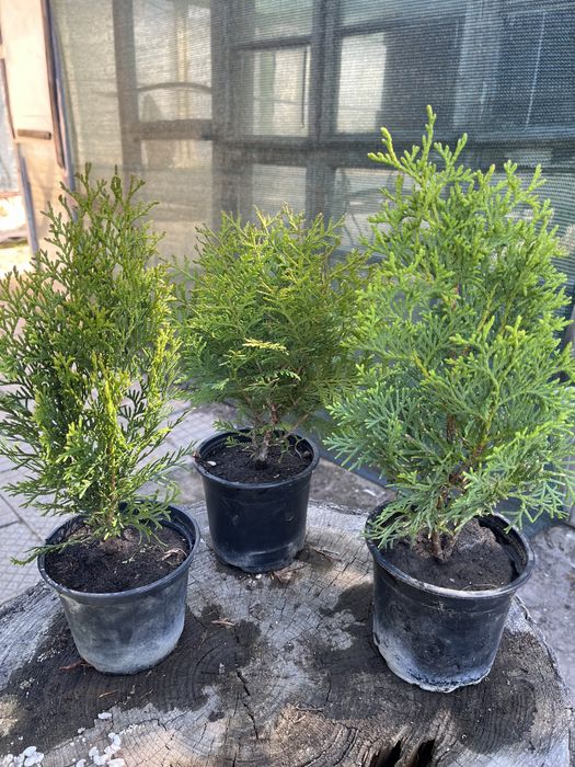 Смарагд, западна и кълбовидна туя