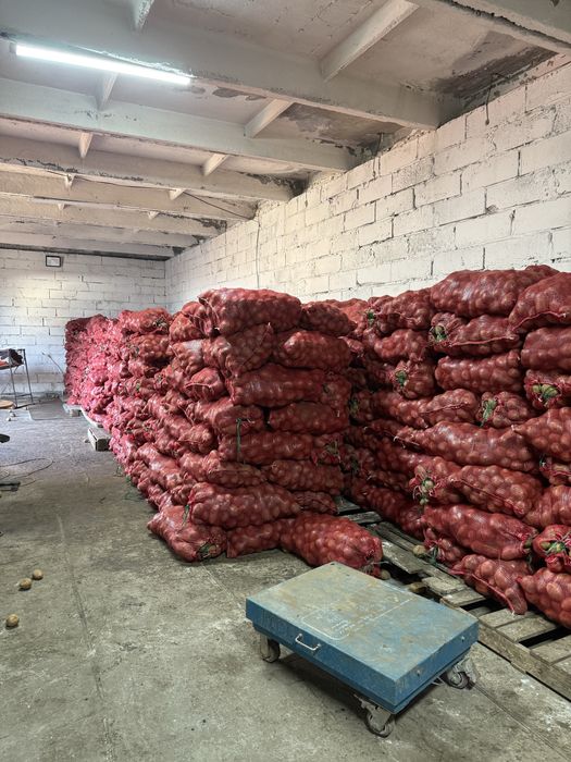 Картофел семена 100 тенге