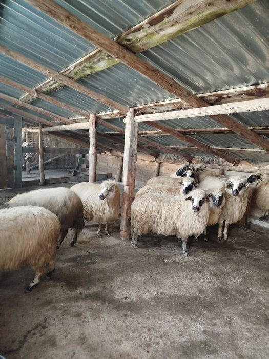 Vând 10 oi și 2 berbeci