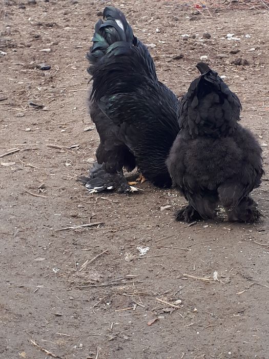 Vând găini rasă Brahma.