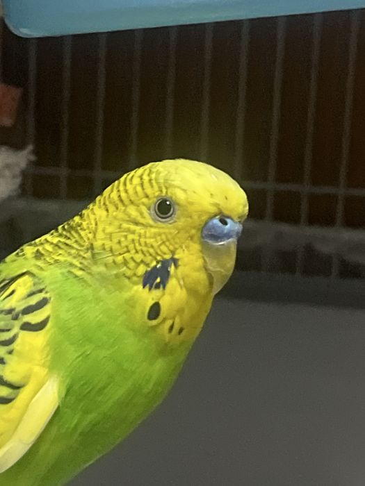 попугай мальчик