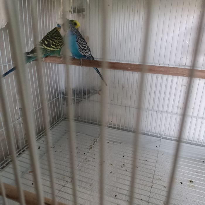 Vând cușcă de papagali cu cuibar! cu cuibar!