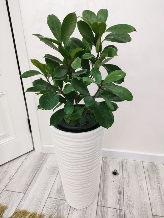 комнатные цветы, доставка