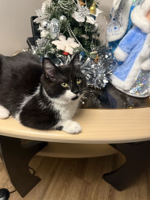 Отдам в хорошие и добрый руки кошечку