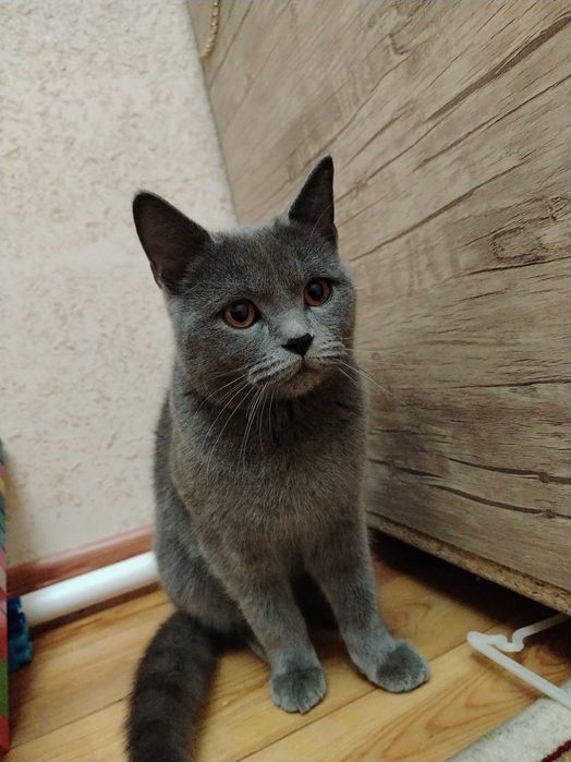 Продам кошку британец прямоухий