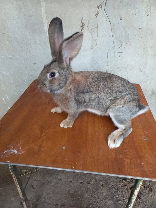 Disponibili pui de iepuri Urias German din parinți tatuați care au participat in expoziți se pot vedea in Baĺs judetul Olt