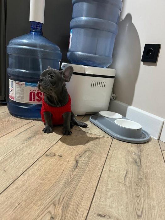 Продам Французский Бульдог